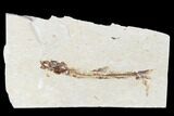 Cretaceous Fossil Fish (Charitosomus) - Lebanon #173366-1
